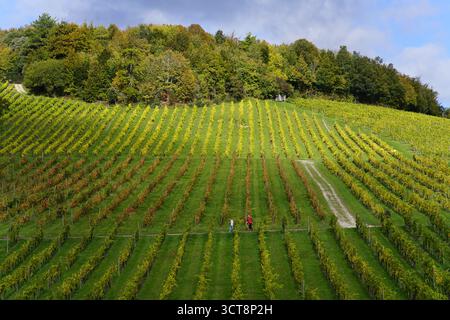 Dorking Vineyard – A Taste of Surrey’s Countryside Wine Charm